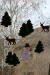 Adventi dekoráció 2015